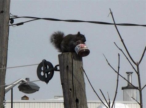 Just 17 Funny Squirrels Eating Weird Things Squirrel Funny Cute