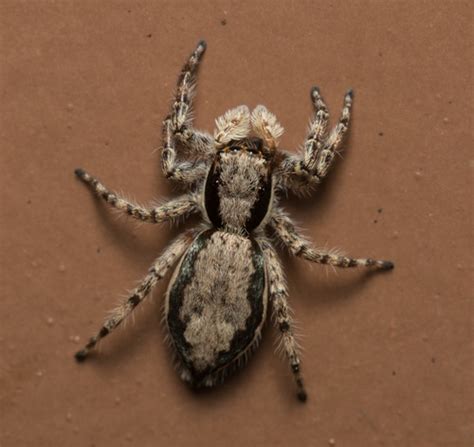 Gray Wall Jumping Spider Menemerus Bivittatus Inaturalist