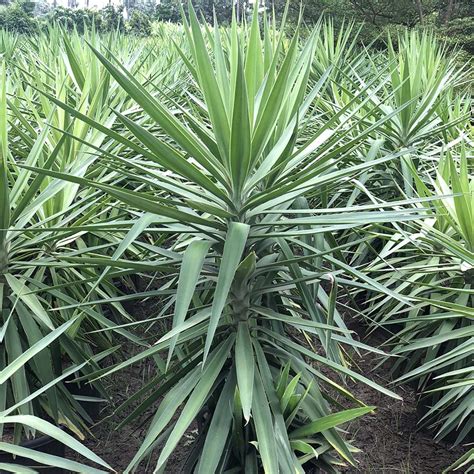 Yucca Elephantipes Gowthami Nursery