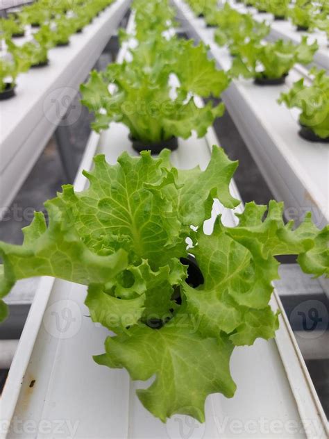 Selective Focus Of Hydroponic Lettuce Plant With Blurred Background