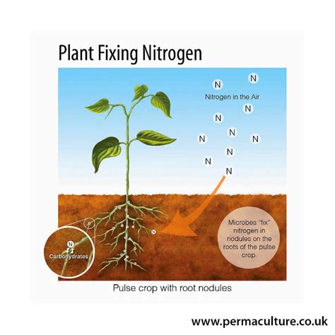 Nitrogen Fixing Plants And Microbes Permaculture