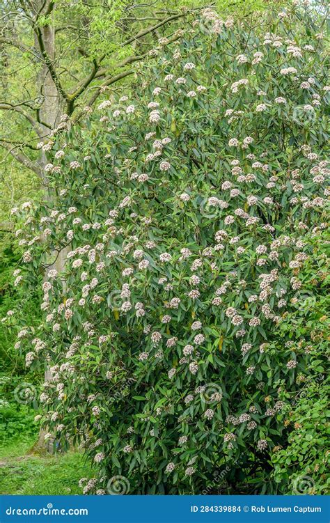 Leatherleaf Viburnum Rhytidophyllum Creamy White Flowering Shrub Stock