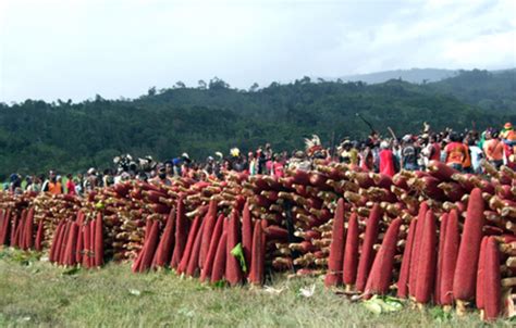 Manfaat Buah Merah Papua untuk Perawatan Tubuh