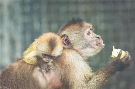 上海动物园白额卷尾猴家族自带神表情 猴宝宝出生添新丁小宝宝新浪新闻