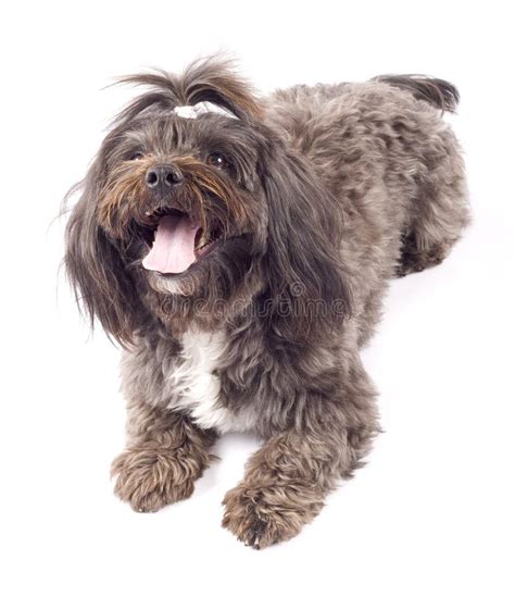 Portrait Of Havanese Dog Stock Photo Image Of White 27480452