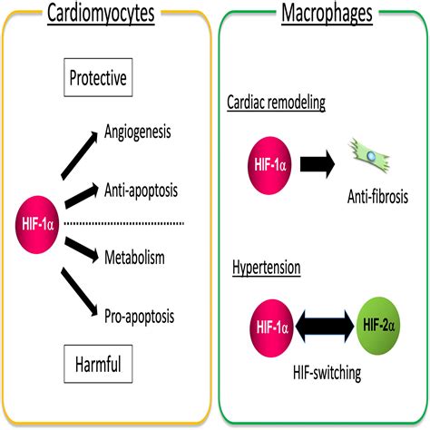 The Roles Of Hif Signaling In Cardiovascular Diseases Journal Of