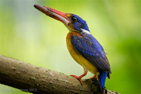 Dimorphic Dwarf Kingfisher Bird Photo Call And Song Ceyx Margarethae