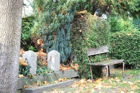 Plantas Que Crecen En El Tronco Del Rbol Foto Premium