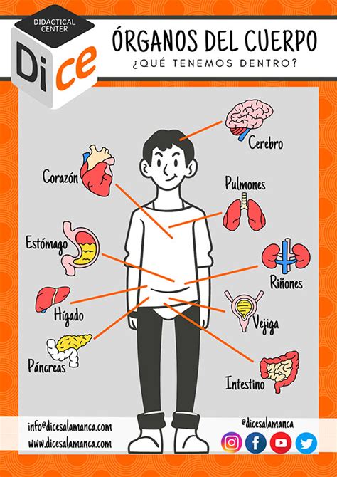 Pósters DIN A4 Los órganos Del Cuerpo Humano Twinkl lupon gov ph