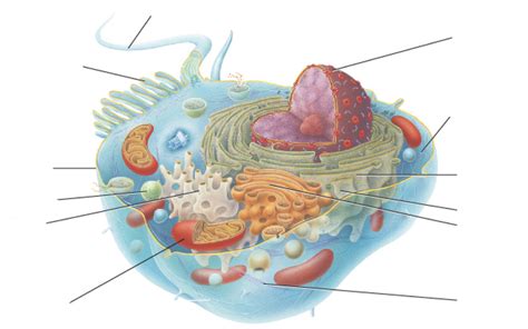 Diagram Of Chapter 3 Cells Quizlet