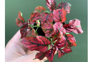 Hypoestes Phyllostachya Red Ground Cover Plant Vivariumplants