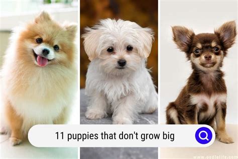 Puppies That Don T Grow Big Photos Breeds Oodle Life