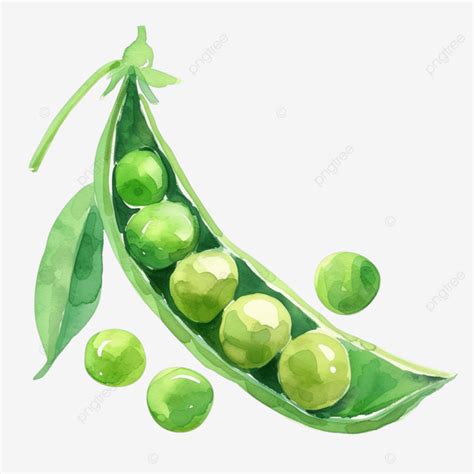 Green Peas Watercolor Clipart Green Peas Watercolor Organic PNG