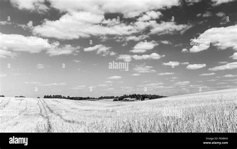 Rye Field Poland Black And White Stock Photos Images Alamy