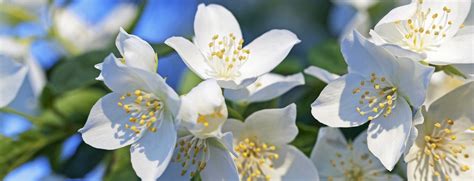 How to Propagate Jasmine? A-Grade Hydroponics