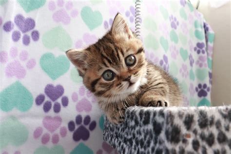 Munchkin Kittens For Sale