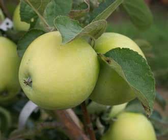 Lord Suffield Apple Fruit Trees For Sale Order Online