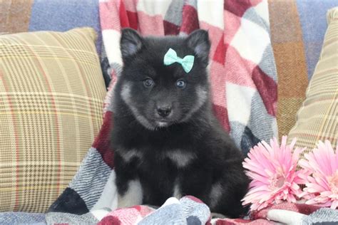 Pomsky Puppies For Sale In Virginia