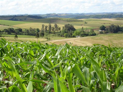 Clima Favorece Desenvolvimento Da Soja Milho E Arroz No Rio Grande Do