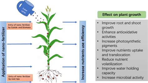 Schematic Representation Of Nano Fertilizer Application For Nutrients