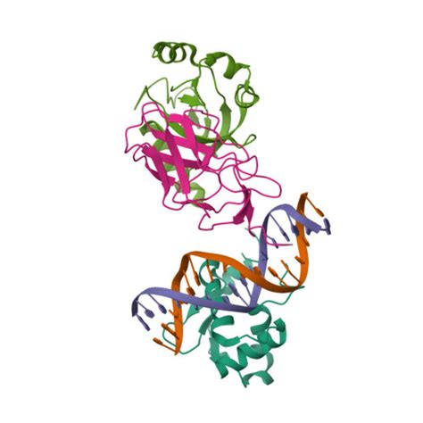 RCSB PDB - 6VGE: Crystal structure of the DNA binding domains of human ...