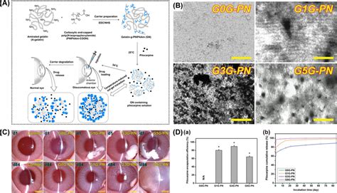 Dendrimer Based Intracameral Drug Delivery Systems A Schematic