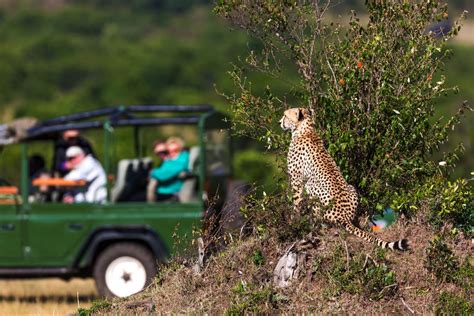 Top Day Masai Mara Safari From Nairobi Costs Itinerary Tips