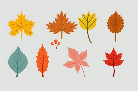 Premium Vector A Set Of Different Autumn Leaves