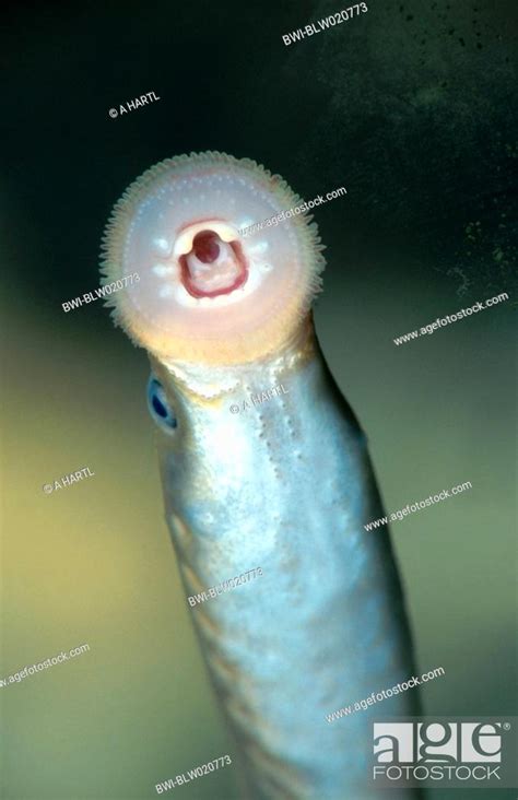 river lamprey, lampern, European river lamprey Lampetra fluvialis ...