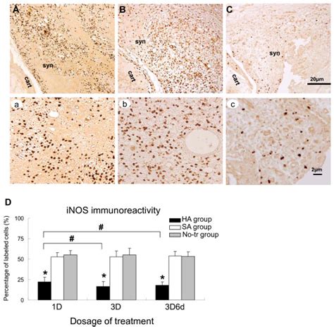 Representative Immunohistochemical Sections Of Inducible Nitric Oxide