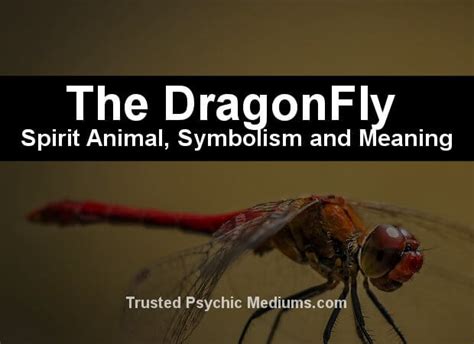 The Dragonfly Spirit Animal - A Complete Guide.