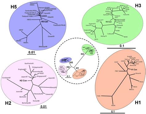 Phylogenetic Analyses Of Centralized Hemagglutinin Genes The Genetic Download Scientific