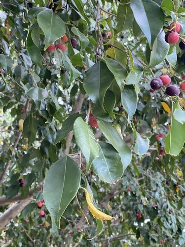 Laurel De La India Ficus Benjamina