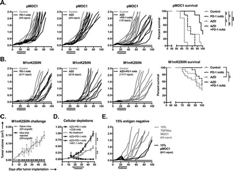 Full Article WEE1 Kinase Inhibition Reverses G2 M Cell Cycle