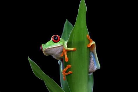 Sapo De Olhos Vermelhos Sentado Em Folhas Verdes Foto Premium