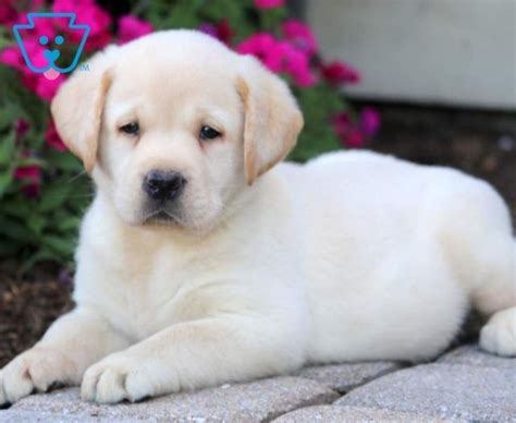 Newborn Yellow Labs