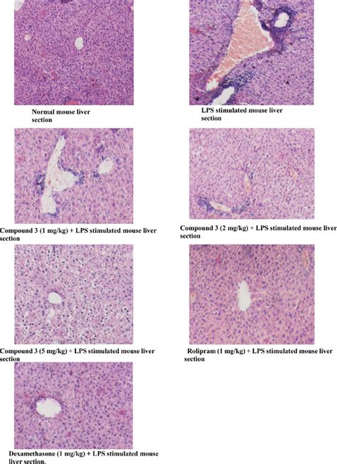 Photomicrographs Of Liver Sections Stained With Haematoxylin And Eosin Download Scientific