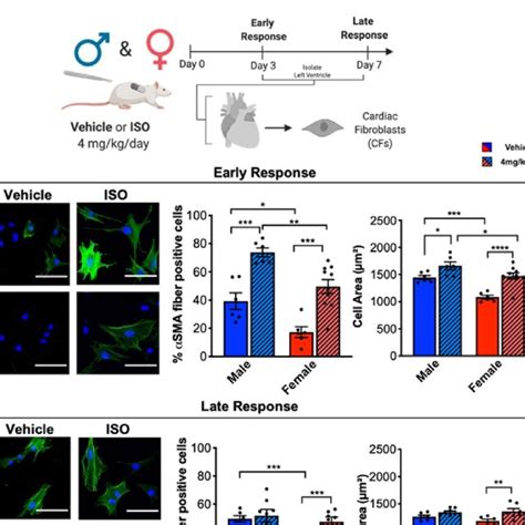 Female CFs Are More Proliferative Than Male CFs In Response To ISO