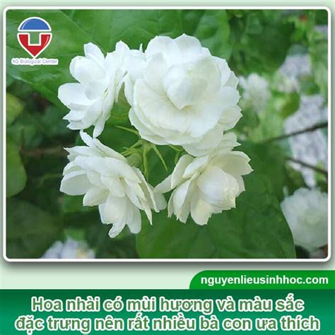 Cách Trồng Hoa Nhài Trong Chậu Và Chăm Sóc Ra Hoa Quanh Năm