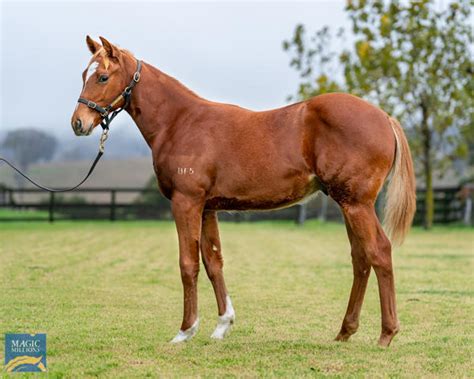 Too Darn Hot Maiden A New Stakes Winner Breednet