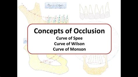 Curve Of Spee And Curve Of Wilson Online | emergencydentistry.com