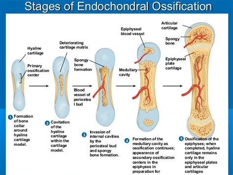 Endochondral Bone Formation Anatomy Homeschool Medicine