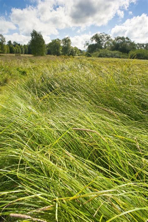 De Weide Van De Zomer Met Hoog Gras Stock Afbeelding Image Of Berg