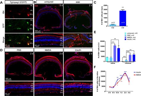 Microglia Macrophage Response Following Stab Injury Nmda Injury Or