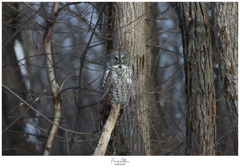 Chouette Lapone Great gray owl Quebec Canada François Potvin Flickr