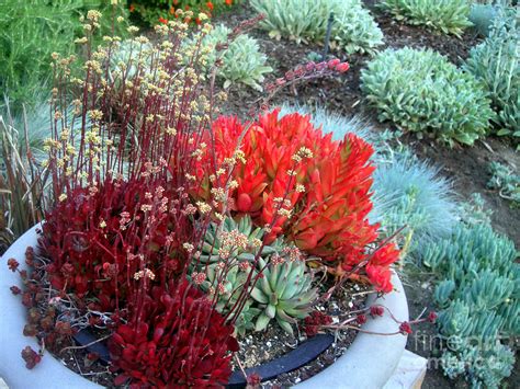 Multi Color Succulents And Other Plants Photograph By Sofia Goldberg