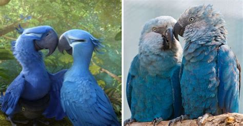Bluebird From 'Rio' Movie Now Extinct In The Wild