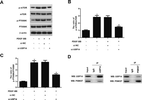 Knockdown Of Usp Inhibits Pdgf Bb Induced Vascular Smooth Muscle Cell