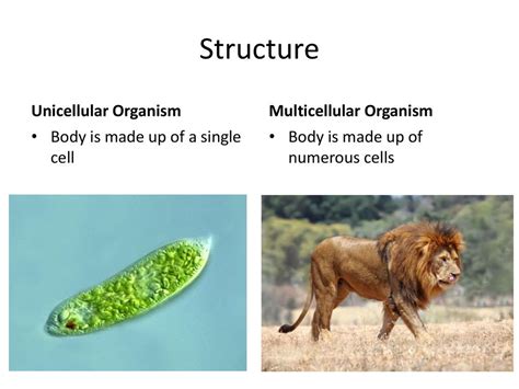 Unicellular Vs Multicellular Organisms Ppt Download