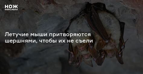 Летучие мыши притворяются шершнями, чтобы их не съели совы — Нож